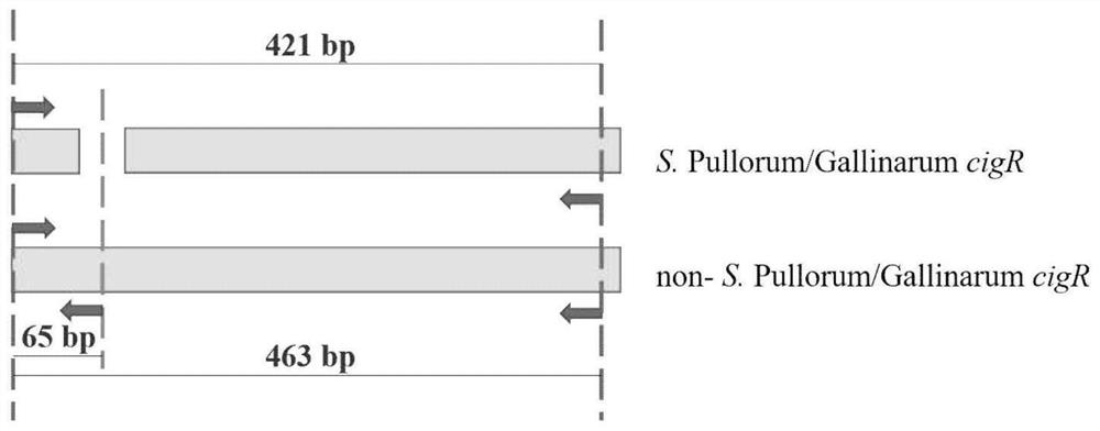 PCR detection kit for rapidly detecting salmonellae and identifying salmonella pullorum/salmonella gallinarum and application thereof