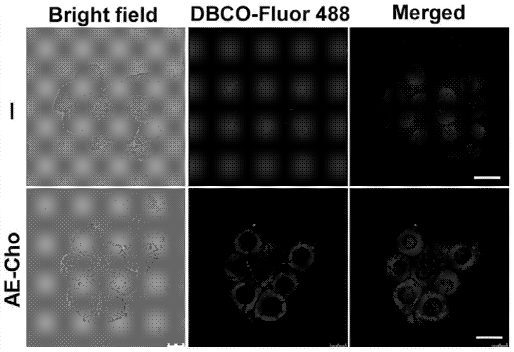 Fluorescent labeling method for living organisms having cell membrane structures