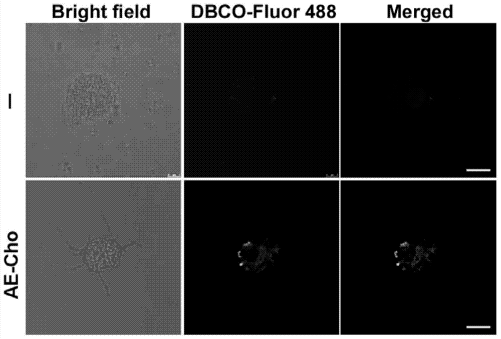 Fluorescent labeling method for living organisms having cell membrane structures
