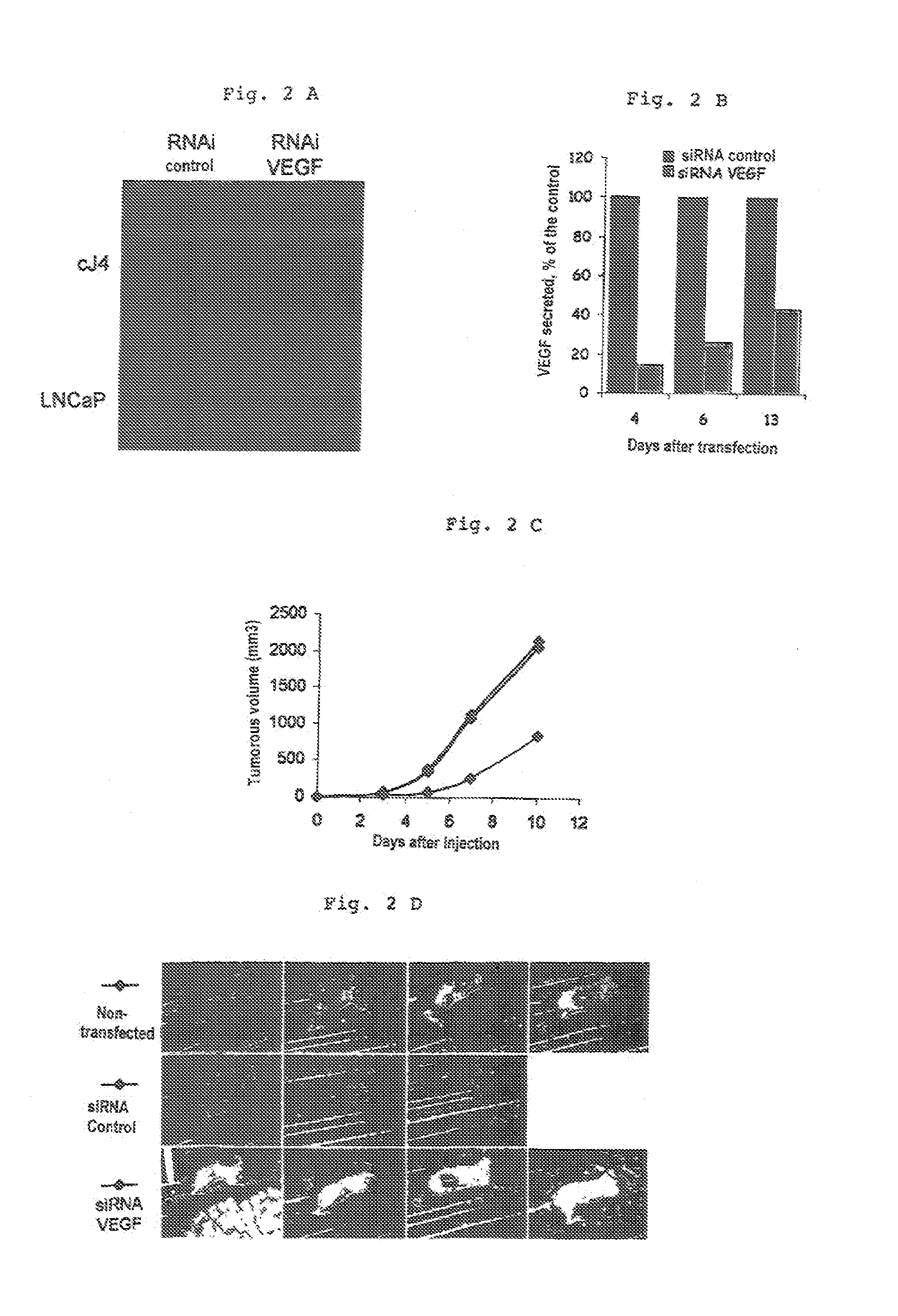 Inhibitor oligonucleotides and their use for specific repression of a gene