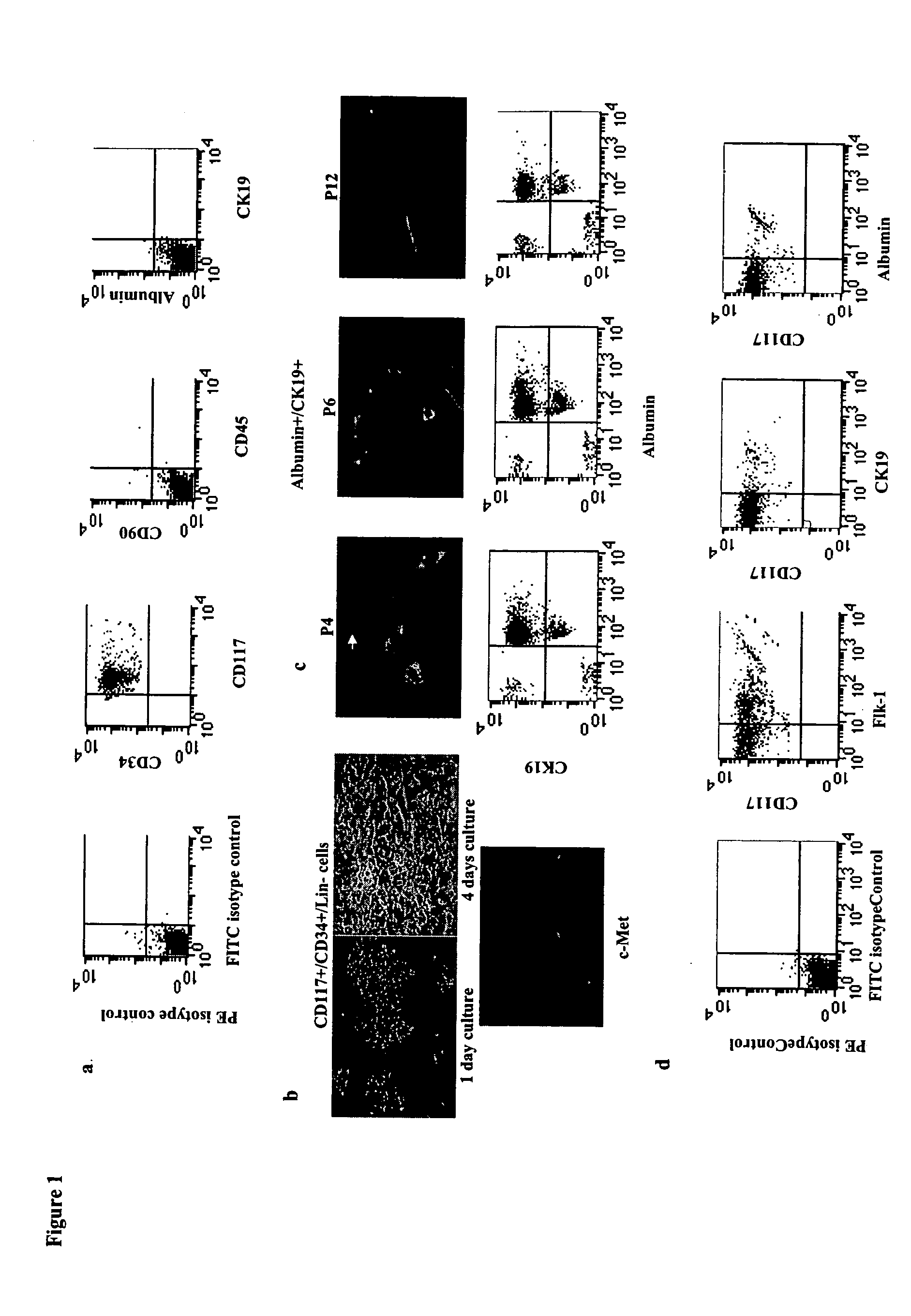 Human hepatic progenitor cells and methods of use thereof