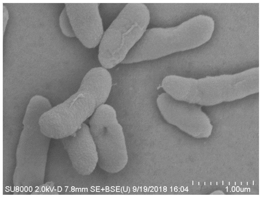 Gellan gum lyase-producing bacteria and uses thereof