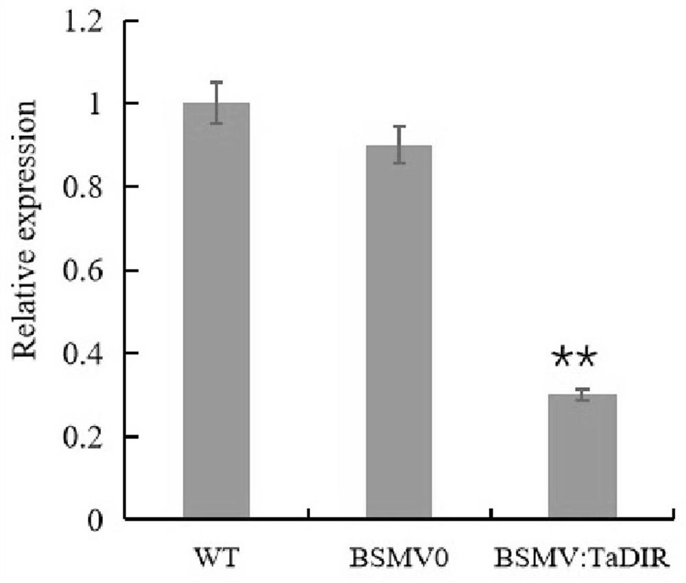 The related gene tadir-b1 of wheat stem rot and its application