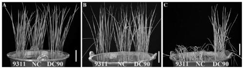 Molecular markers for rice cold-tolerant major QTL qCTS12 and identification method and application of molecular markers