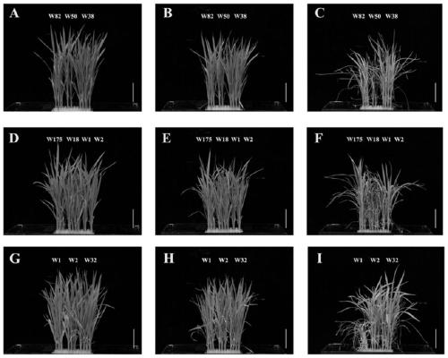 Molecular markers for rice cold-tolerant major QTL qCTS12 and identification method and application of molecular markers