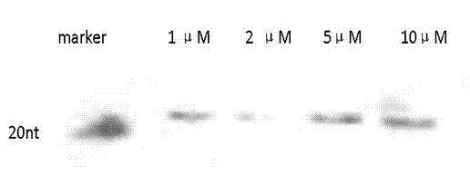 Detection method of small non-messenger RNA