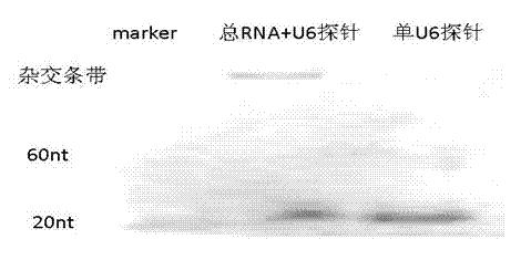 Detection method of small non-messenger RNA