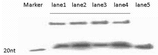 Detection method of small non-messenger RNA