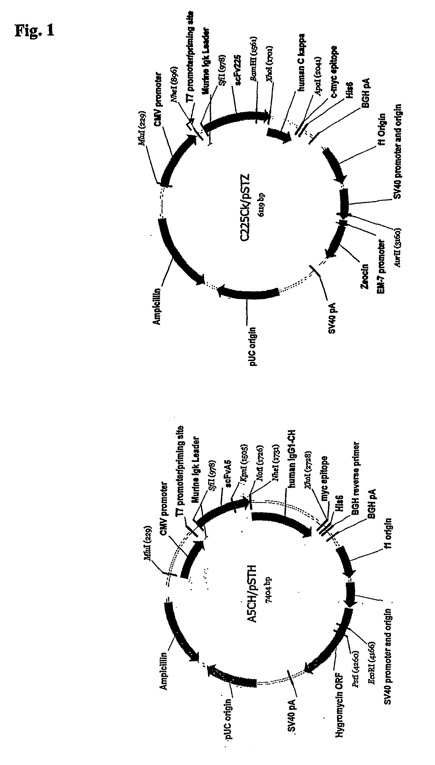 Bispecific binding agents for modulating biological activity