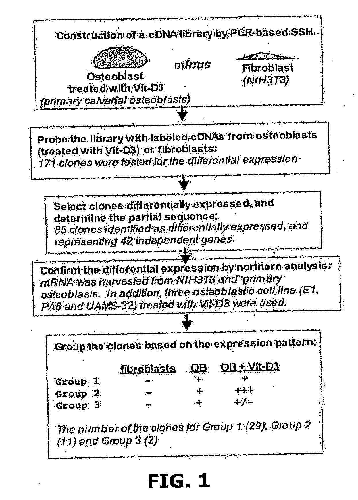 Compositions and Methods for Regulating Osteoclast Differentiation, Activation and Bone Resorption