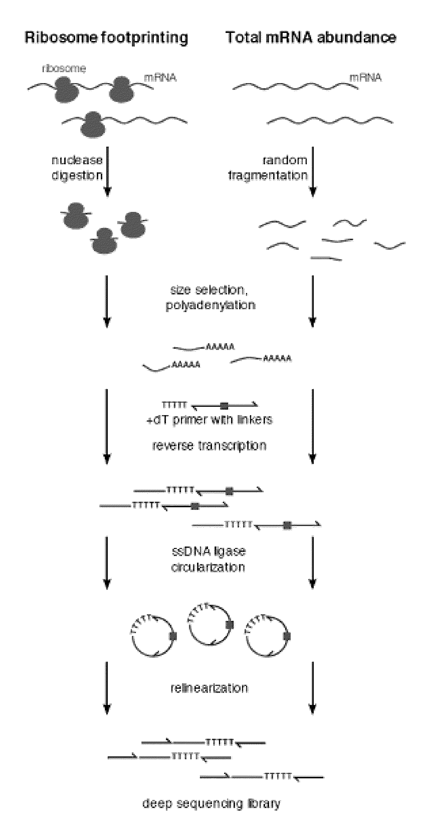 Methods for detecting modification resistant nucleic acids