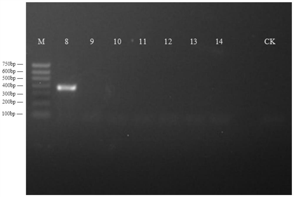 A method for the enrichment, extraction and identification of the mitochondrial genome of the river clam