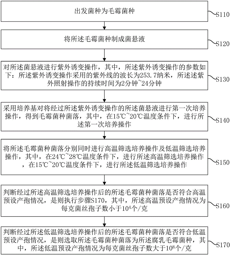 Mutation screening method of Mucor sufu strain, fermented bean curd, and production method of fermented bean curd