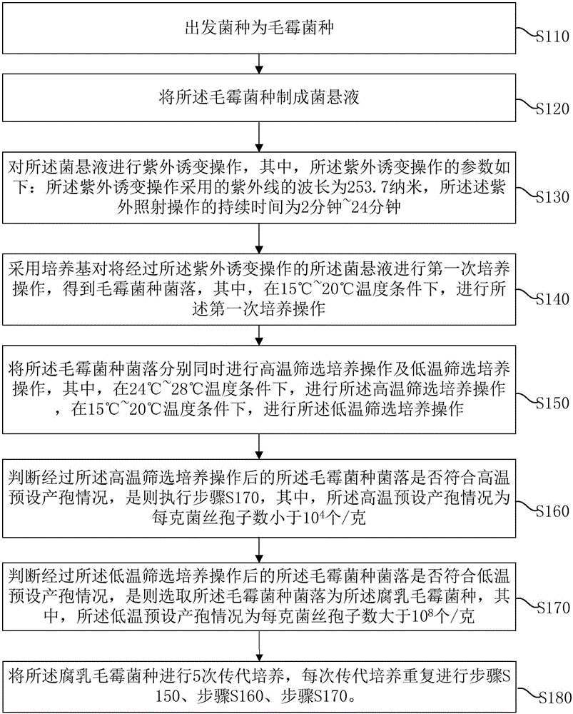 Mutation screening method of Mucor sufu strain, fermented bean curd, and production method of fermented bean curd