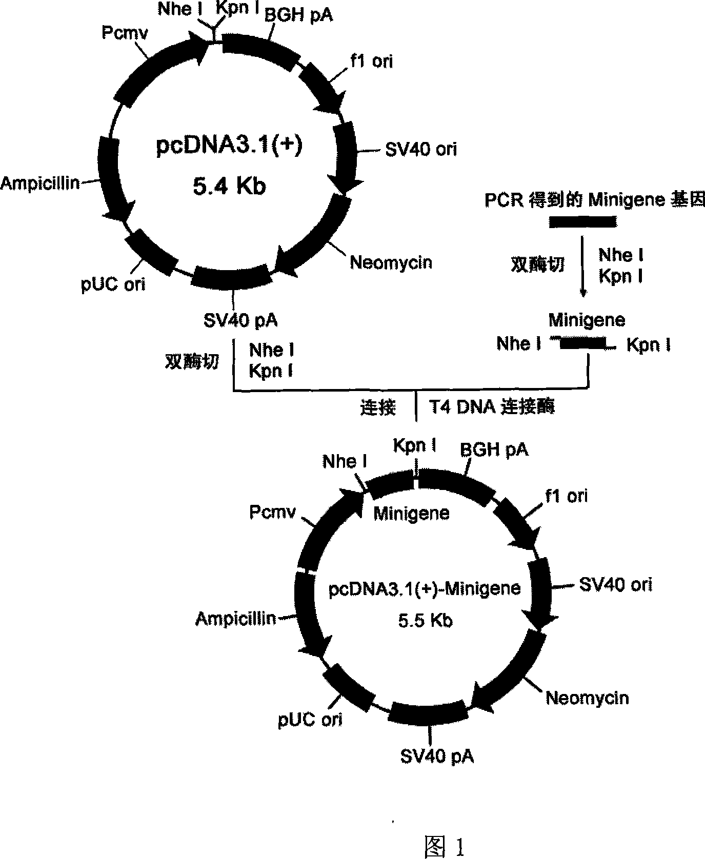 Staphylococcus aureau DNA vaccine pcDNA3.1(+)-Minigene and its prepn process