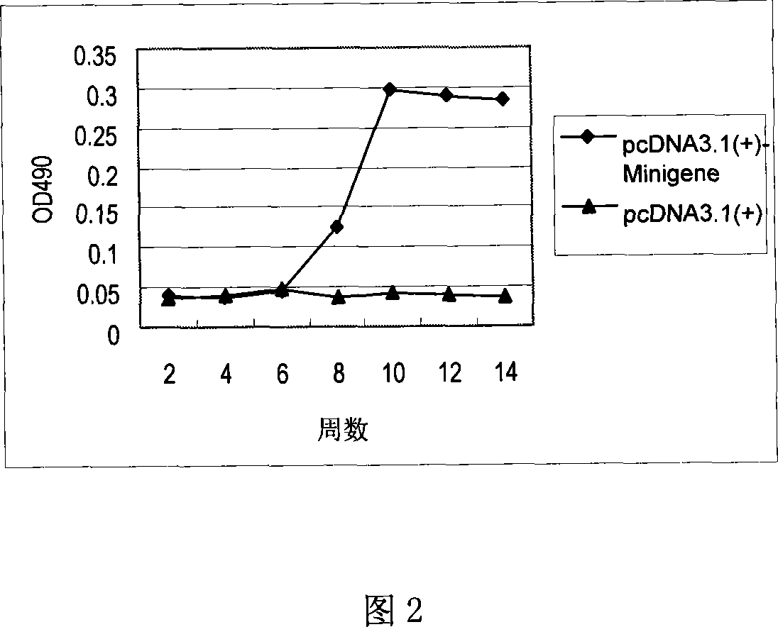 Staphylococcus aureau DNA vaccine pcDNA3.1(+)-Minigene and its prepn process