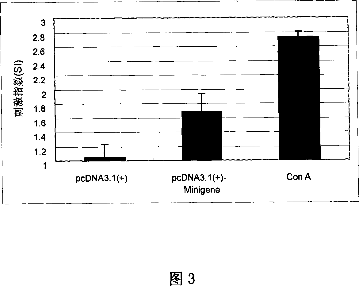 Staphylococcus aureau DNA vaccine pcDNA3.1(+)-Minigene and its prepn process