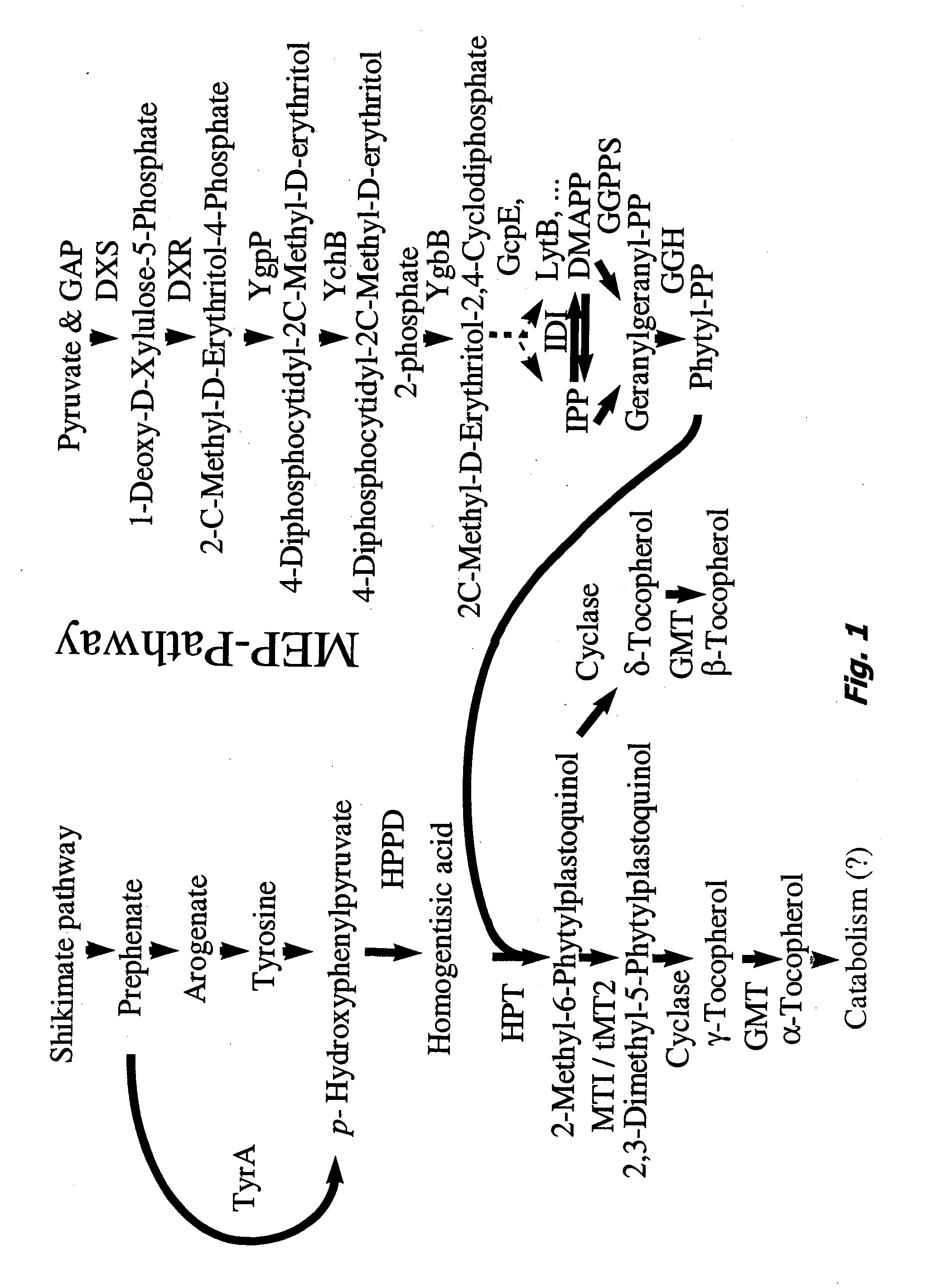 Homogentisate prenyl transferase ("HPT") nucleic acids and polypeptides, and uses thereof