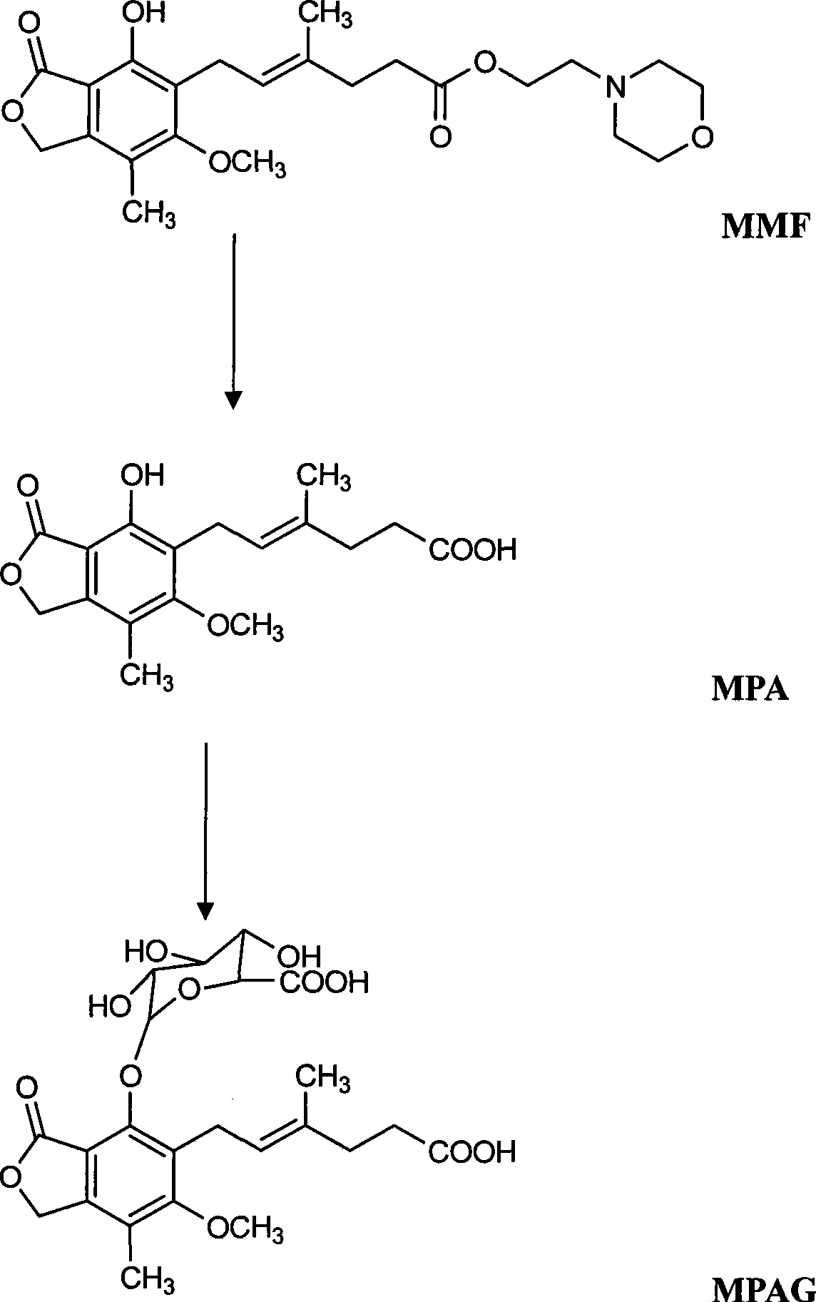 Method for simultaneously determining mycophenolic acid ester, mycophenolic acid and metabolite thereof in human urine