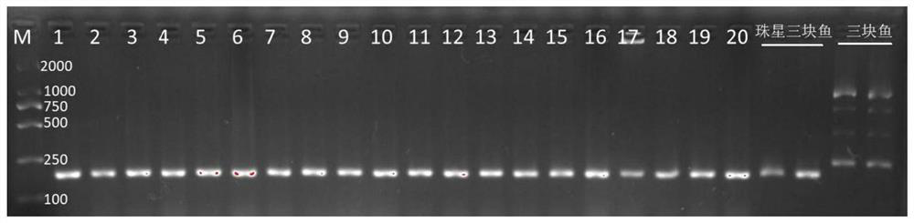 Specific DNA (deoxyribonucleic acid) molecular marker of trichiurus punctatus and application thereof