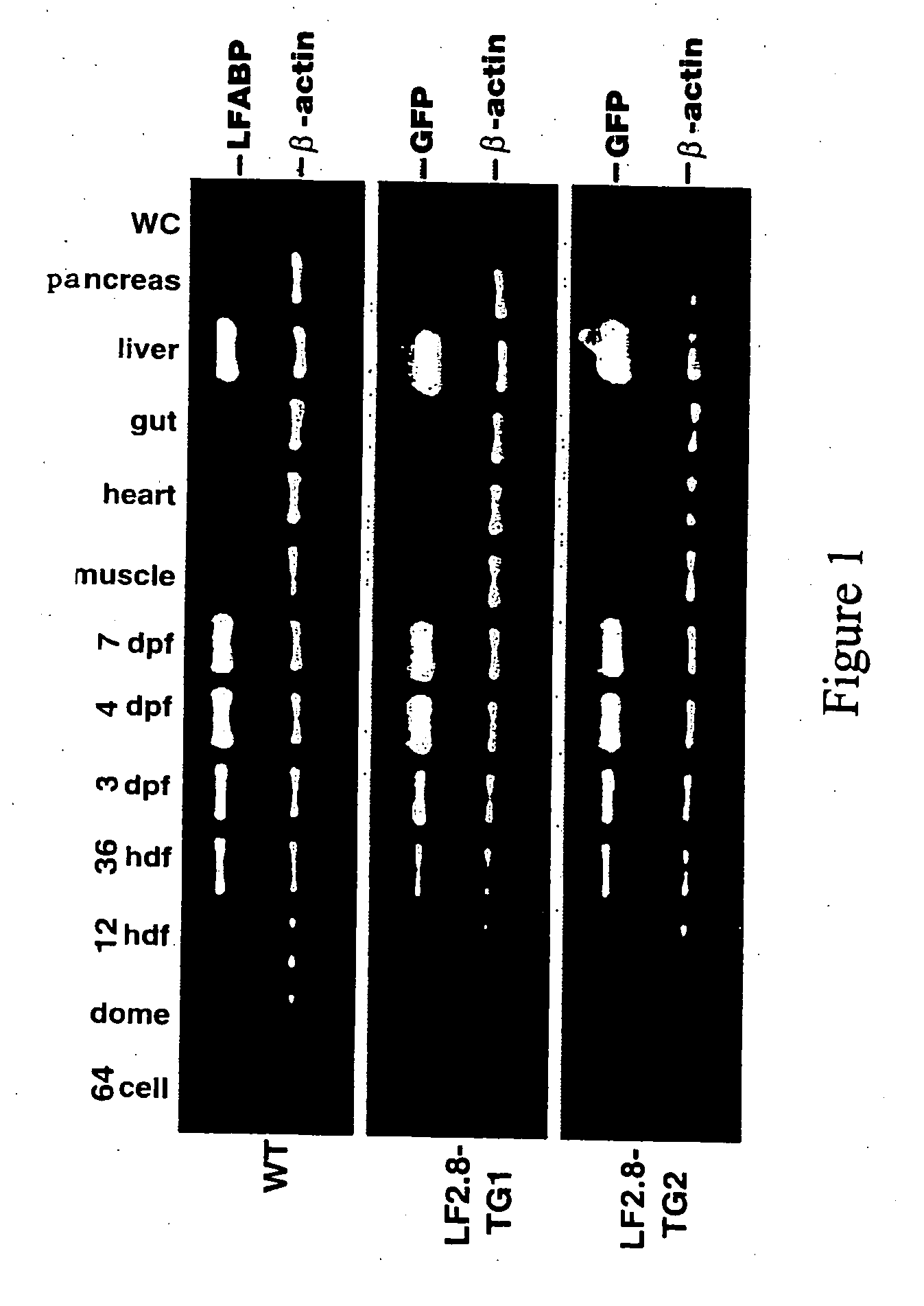 Transgenic fish germline expression driven by liver fatty acid binding protein (L-FABP) gene promoter and applications thereof