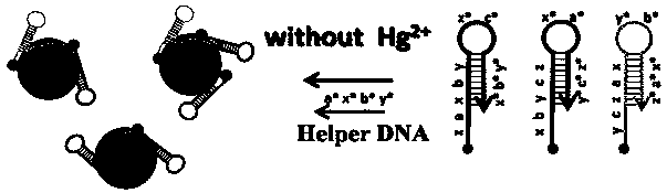 for hg  <sup>2+</sup> Colorimetric and fluorescent dual-signal biosensor for detection and detection method