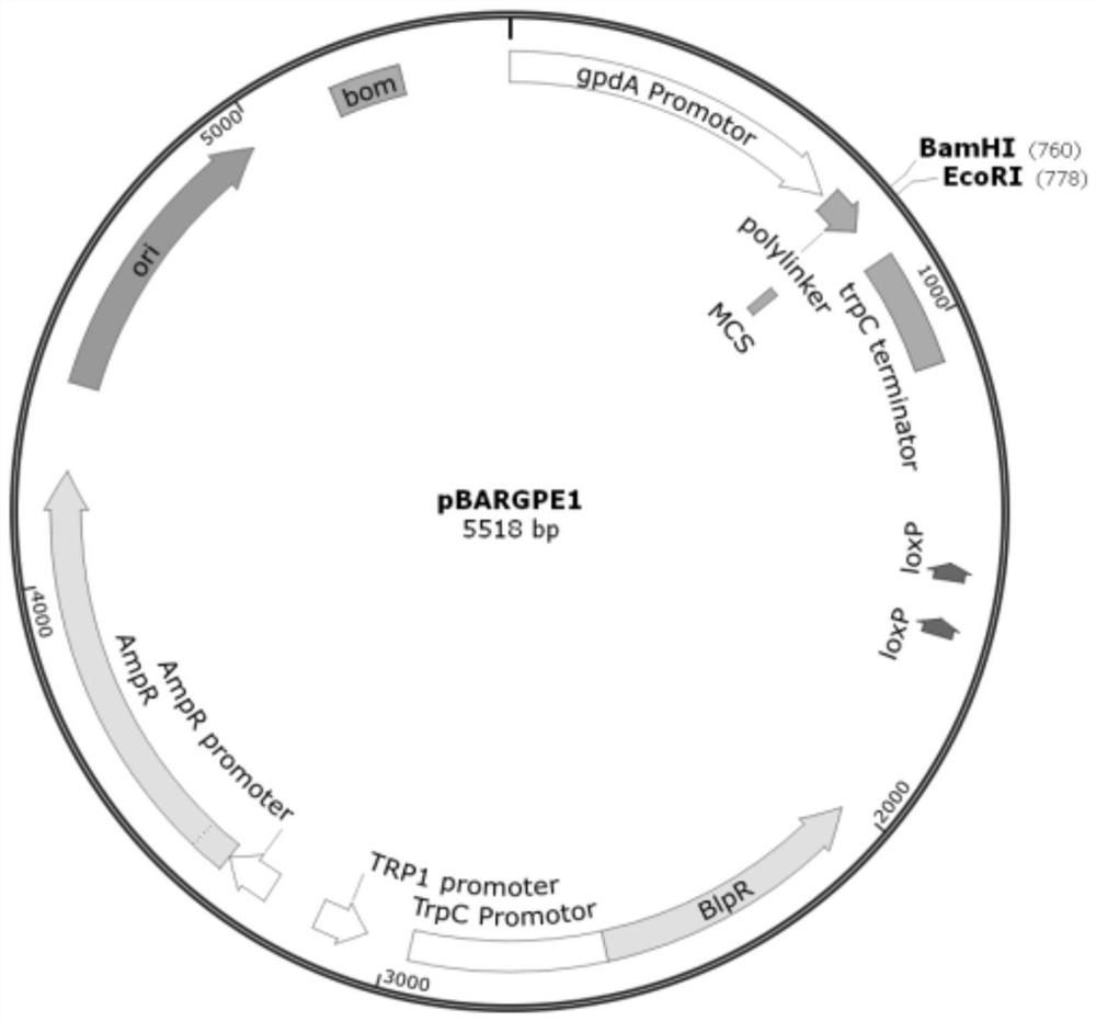 Application of lentinus edodes manganese superoxide dismutase LeMn-SOD to improving stress resistance of microorganisms