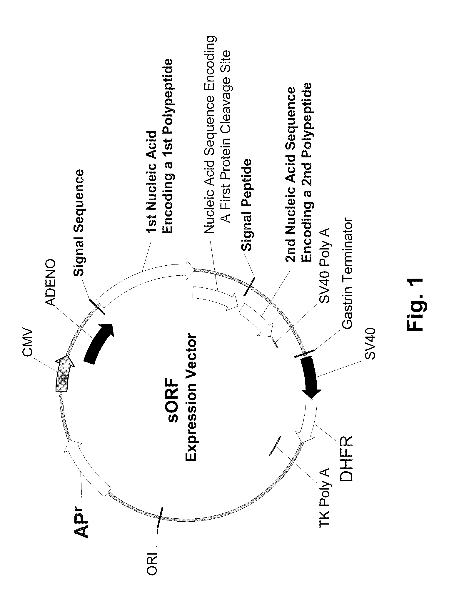 Multiple Gene Expression Including sORF Constructs and Methods with Polyproteins, Pro-Proteins and Proteolysis
