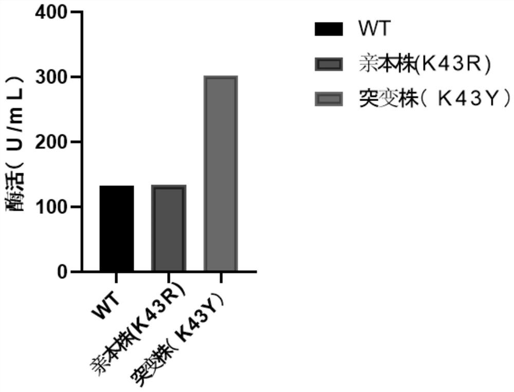 β-alanine synthetase mutant, coding gene, genetic engineering bacteria and application