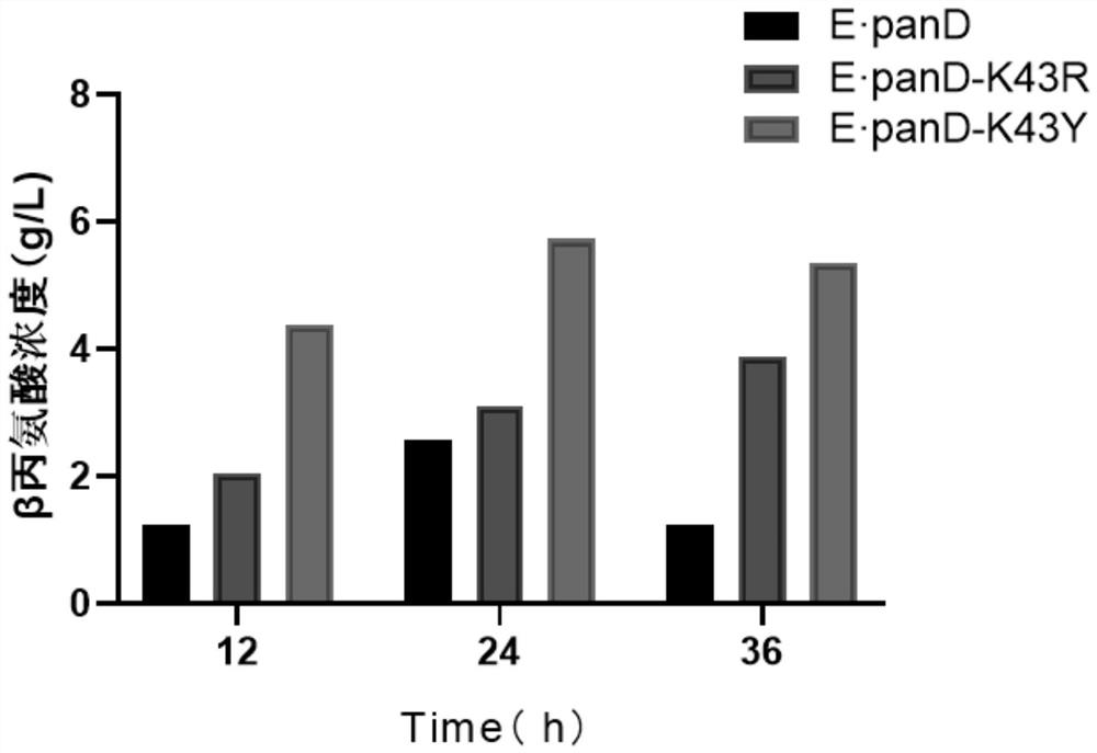 β-alanine synthetase mutant, coding gene, genetic engineering bacteria and application