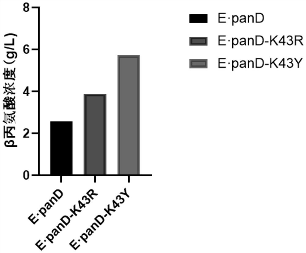 β-alanine synthetase mutant, coding gene, genetic engineering bacteria and application