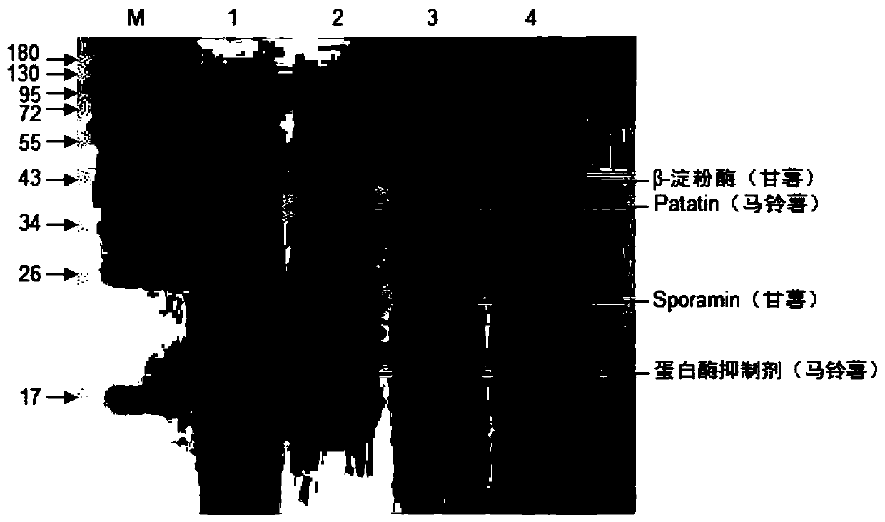 A method for identifying whether potato foods are mixed with heterogeneous starch