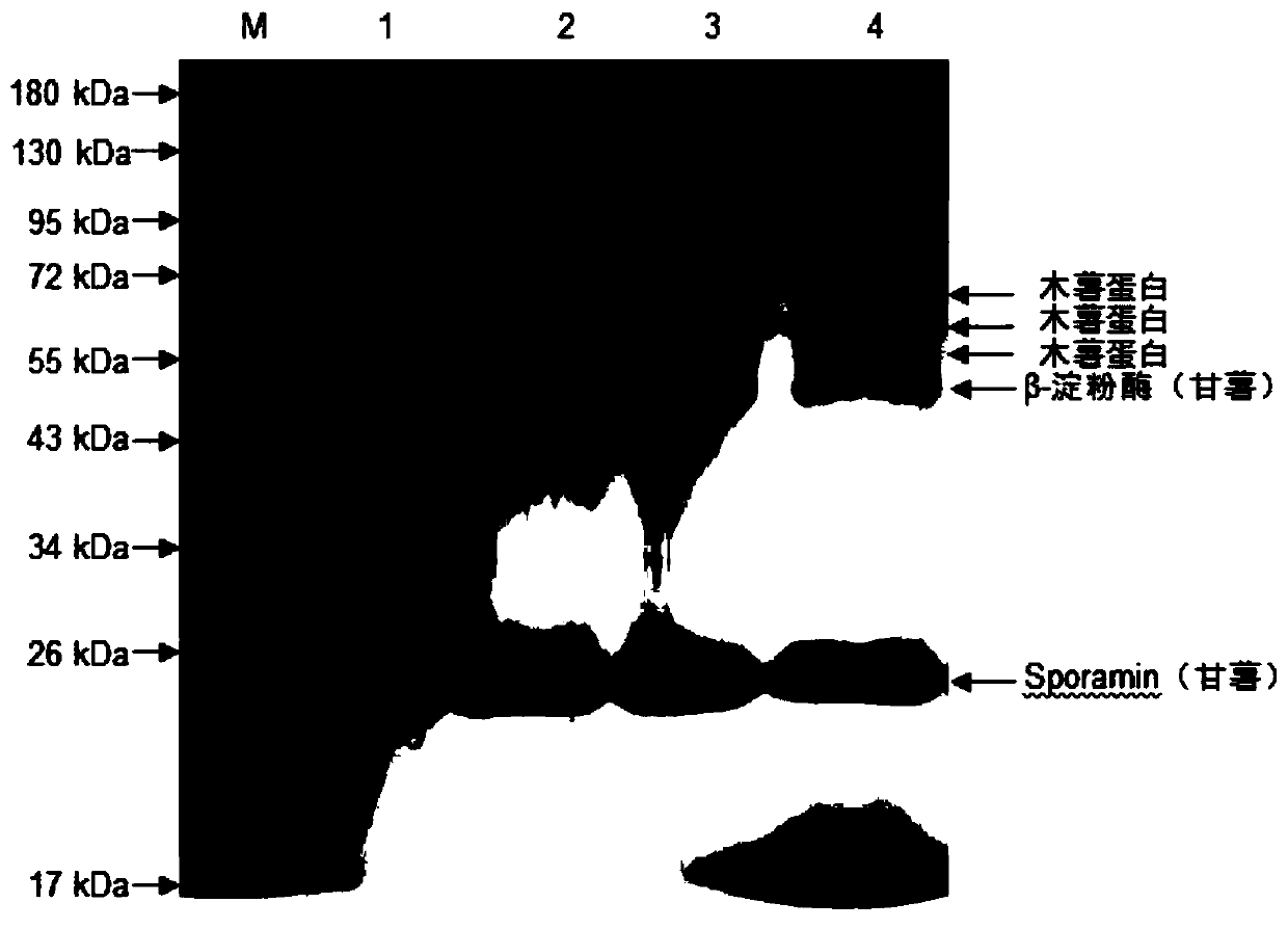 A method for identifying whether potato foods are mixed with heterogeneous starch