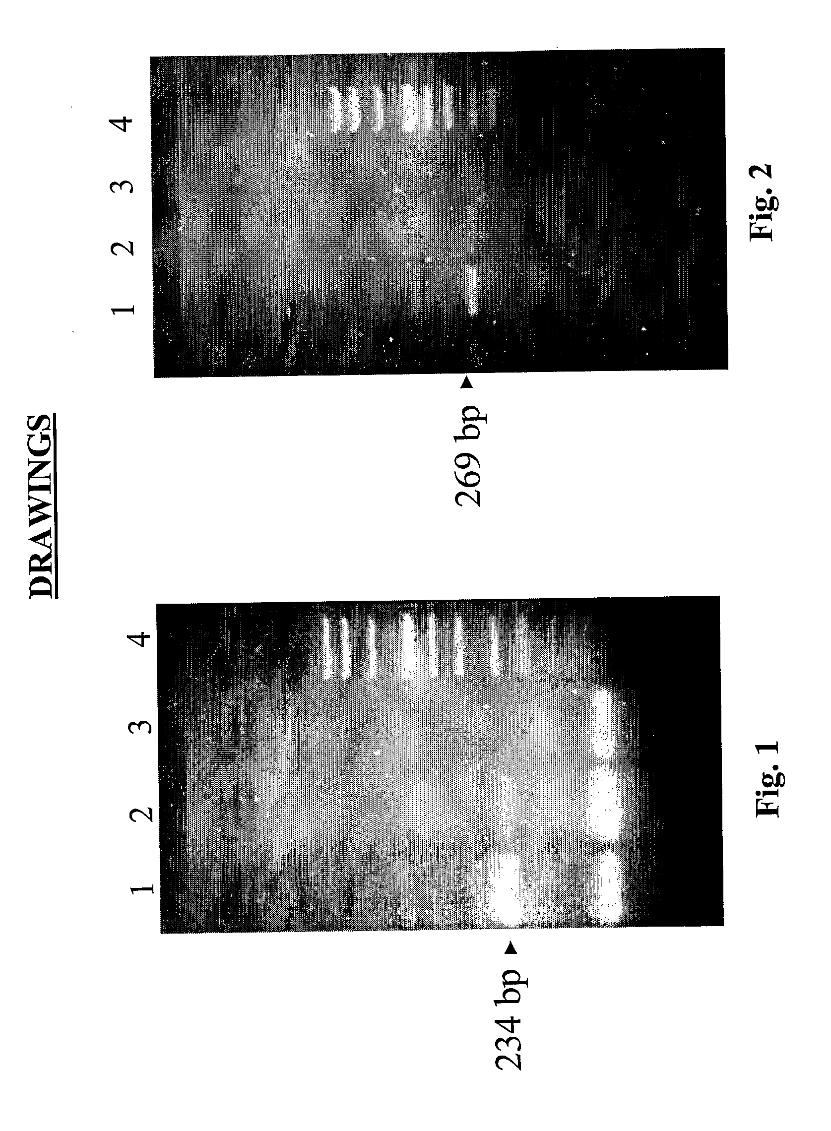 Method for simultaneous extraction of nucleic acids from a biological sample