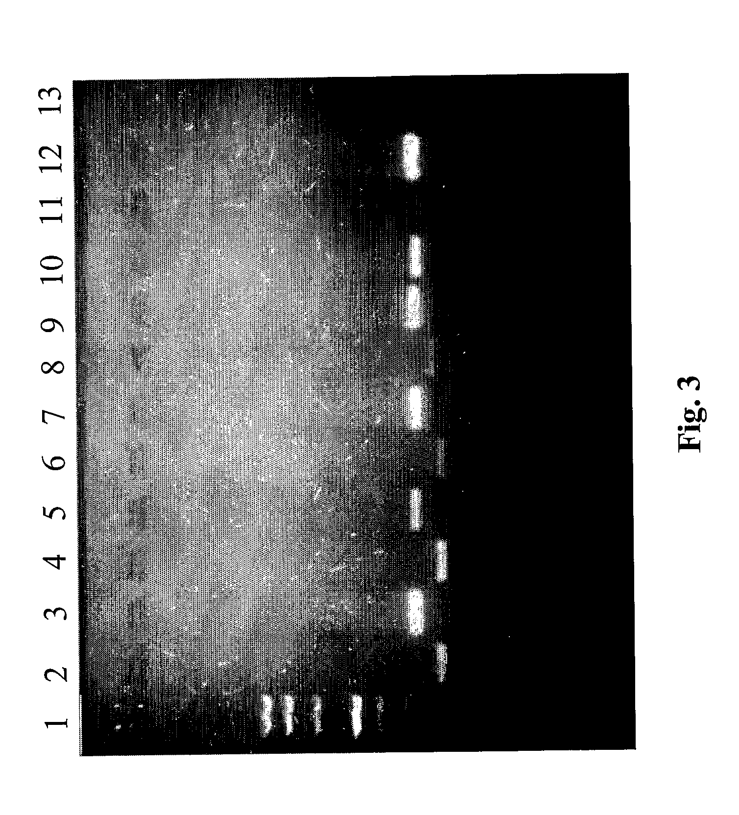 Method for simultaneous extraction of nucleic acids from a biological sample