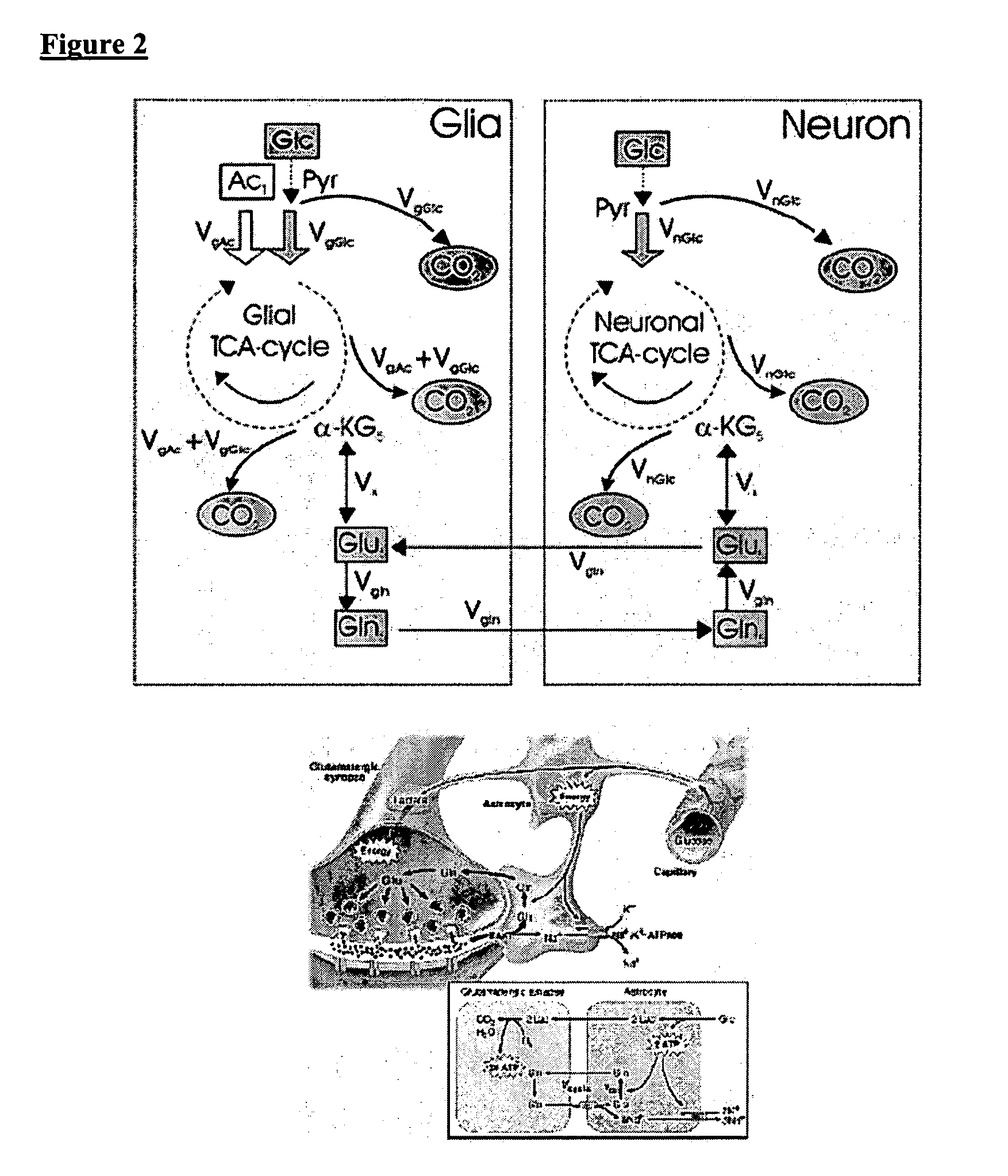 Imaging agents and methods of use thereof