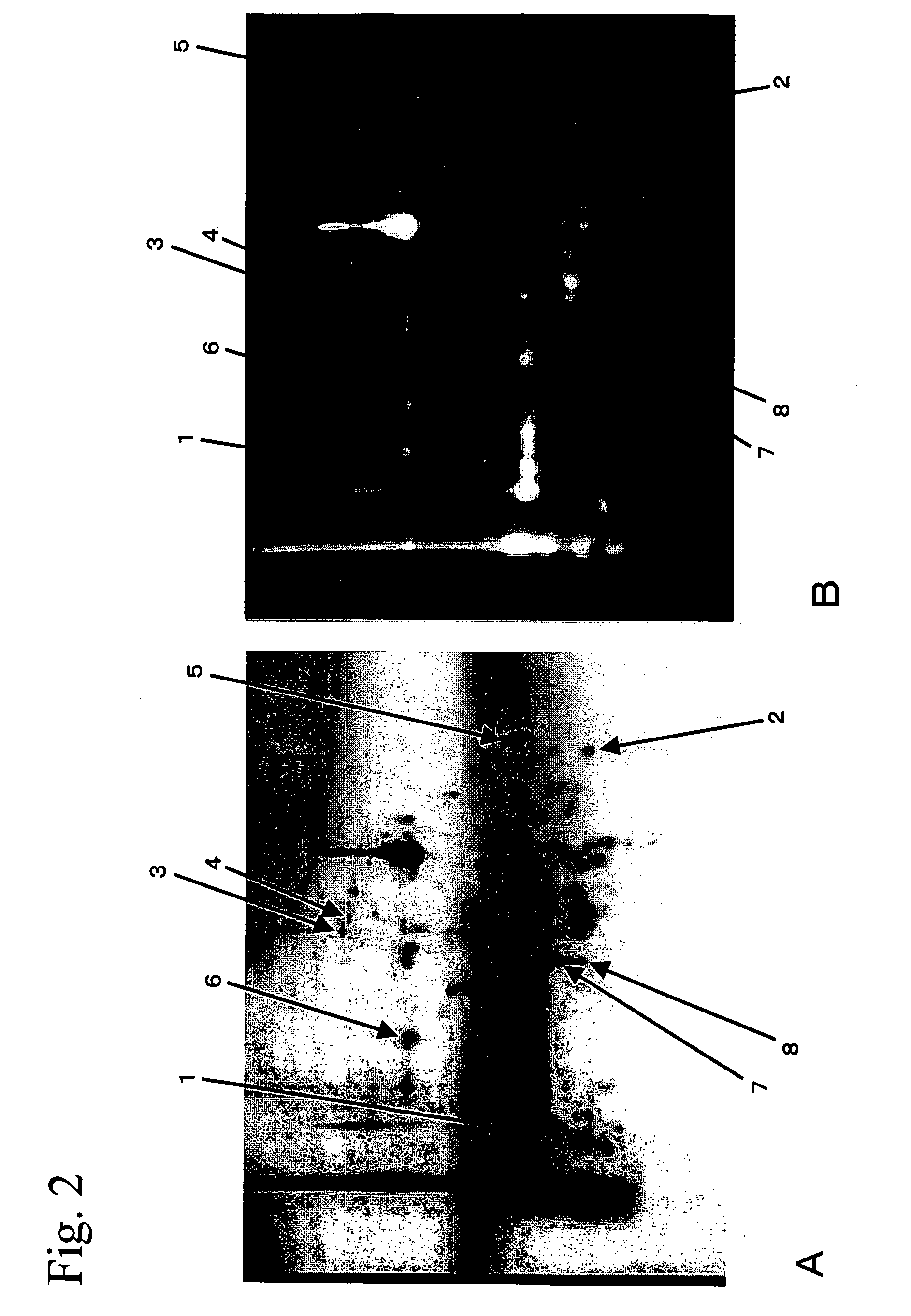 Method of detecting allergen protein