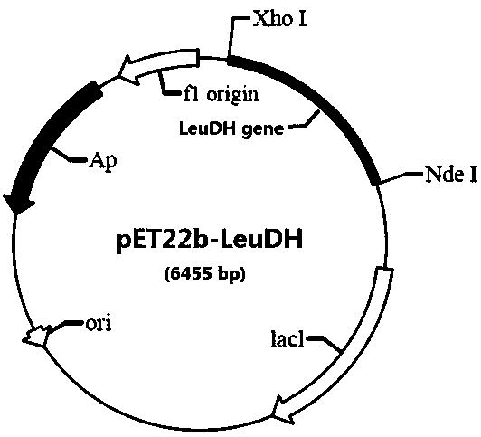 A kind of leucine dehydrogenase and its preparation method and application