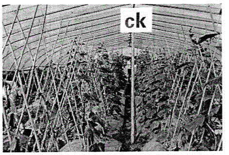 A method of combining non-toxic and non-residual soil treatment with bio-organic fertilizer for the prevention and control of cucumber wilt