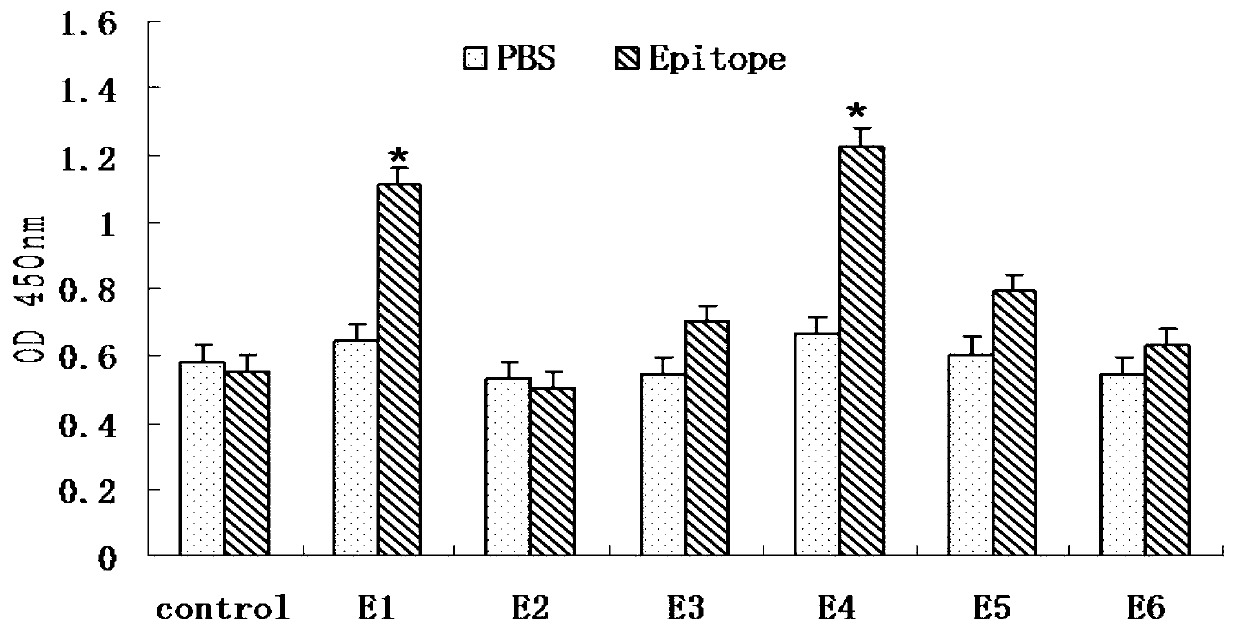 CD8+T cell dominant epitopes based on toxoplasmagondii bradyzoite antigens