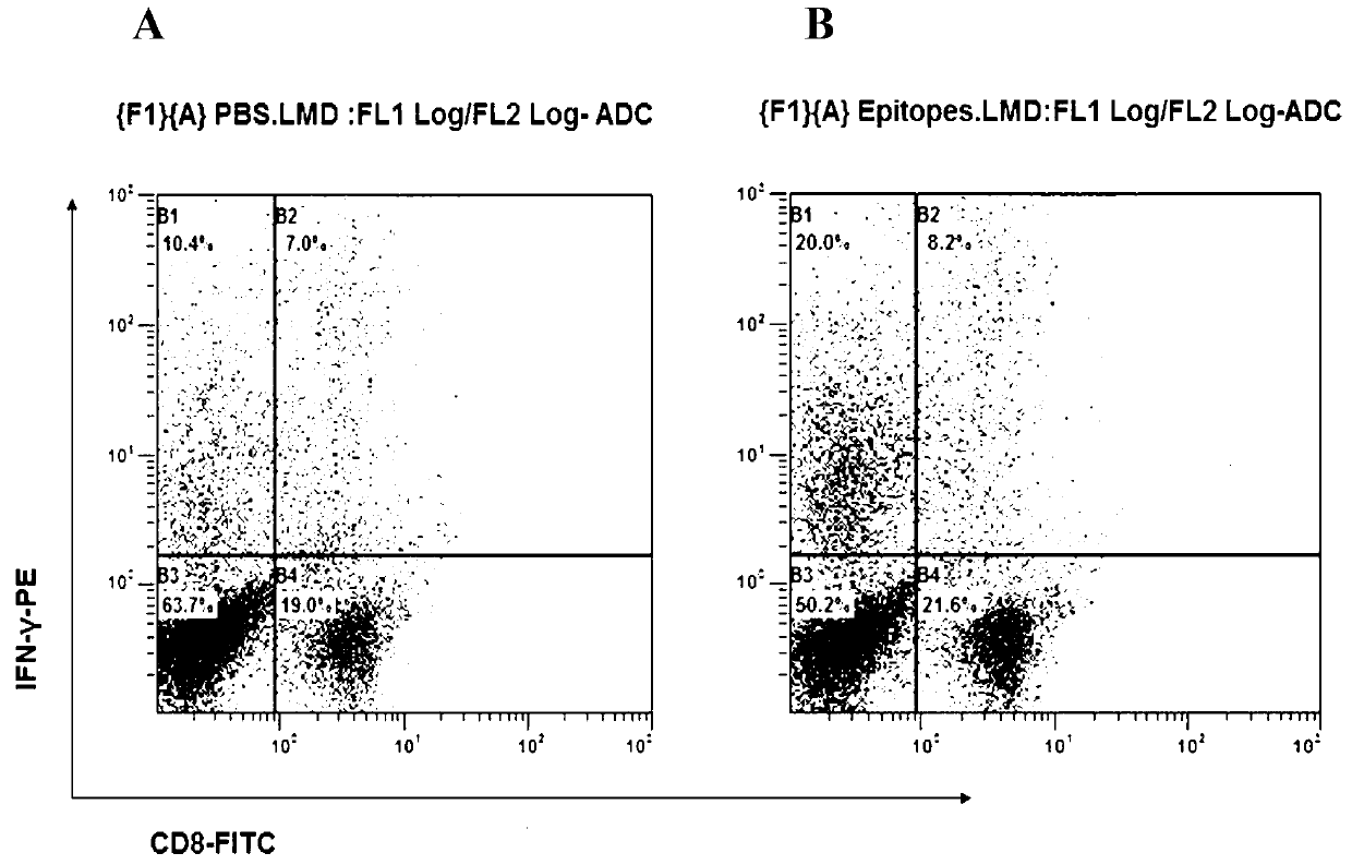 CD8+T cell dominant epitopes based on toxoplasmagondii bradyzoite antigens