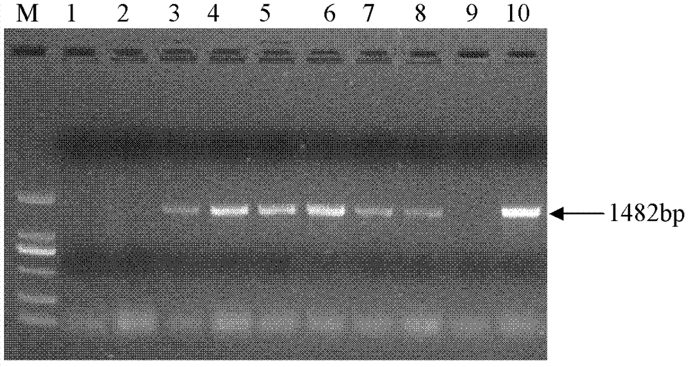 GhPAO gene, and encoding protein thereof and application thereof in resistance to plant verticillium wilt