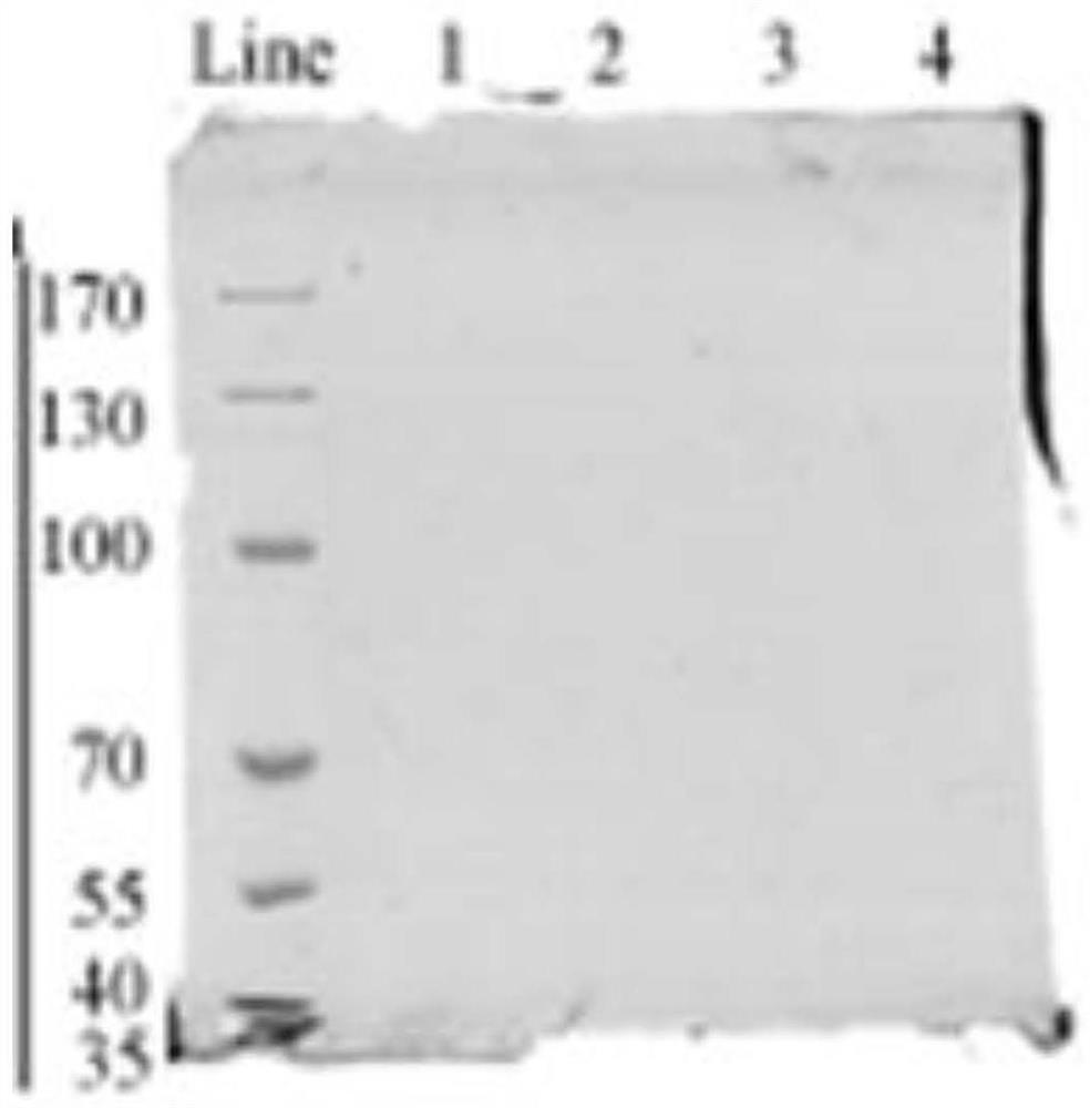 Preparation method and application of antler ethanol extract