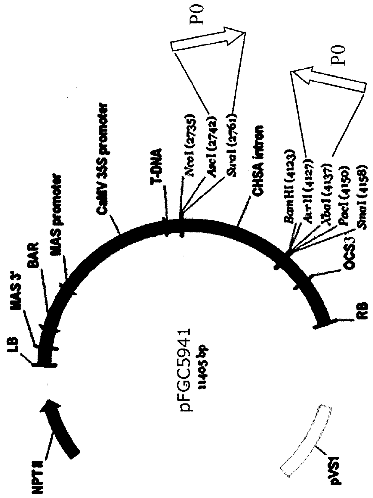 P0 gene silencing constructs and use