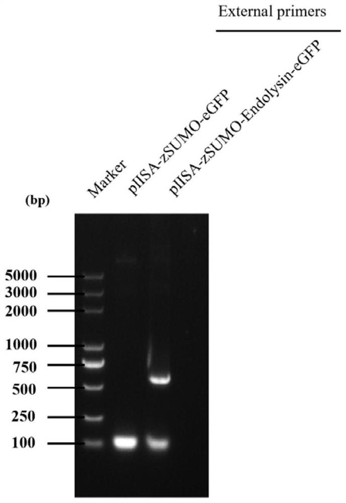 Klebsiella pneumoniae bacteriophage lyase as well as preparation method and application thereof