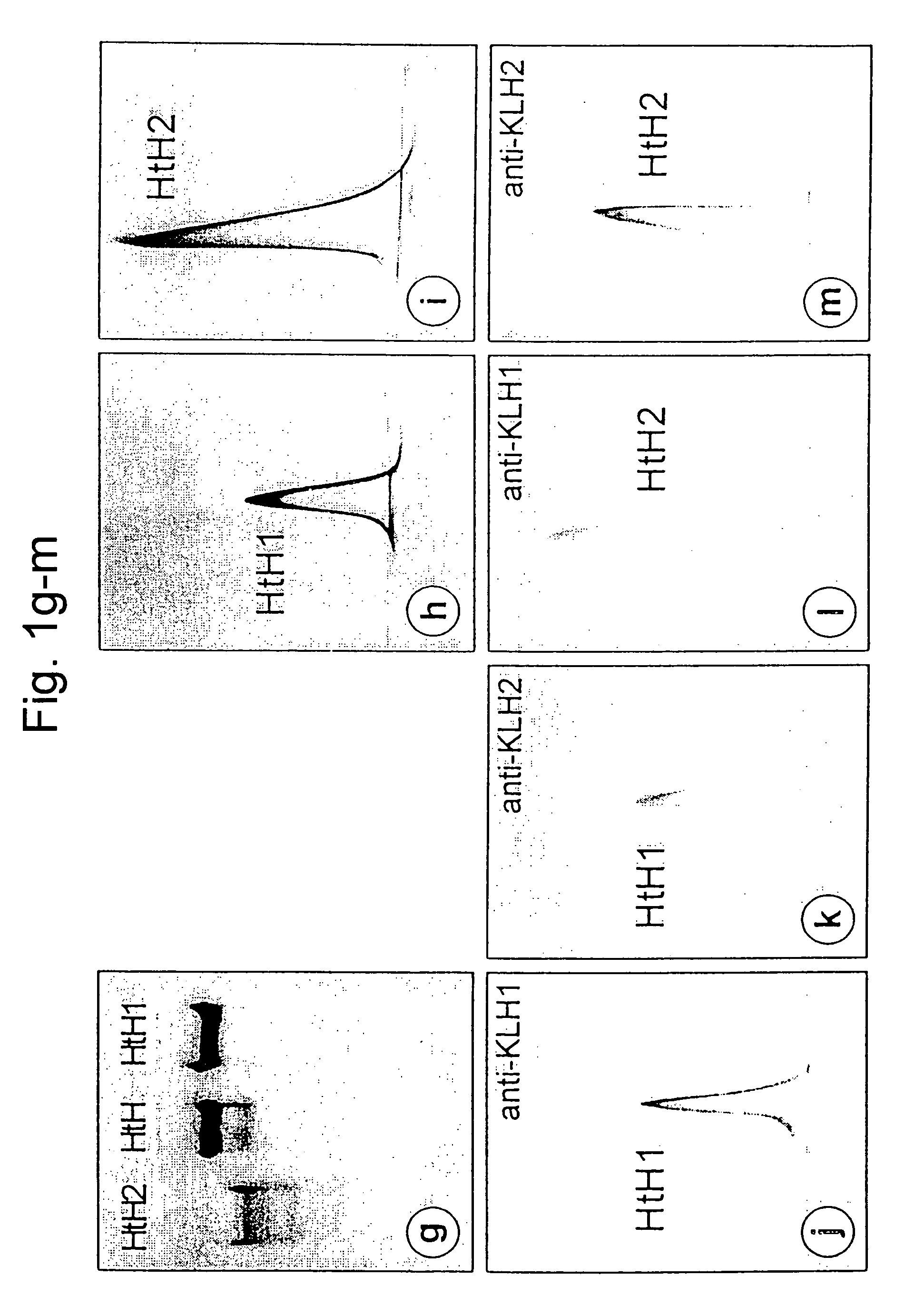 Nucleic acid molecule comprising a nucleic acid sequence coding for a haemocyanin