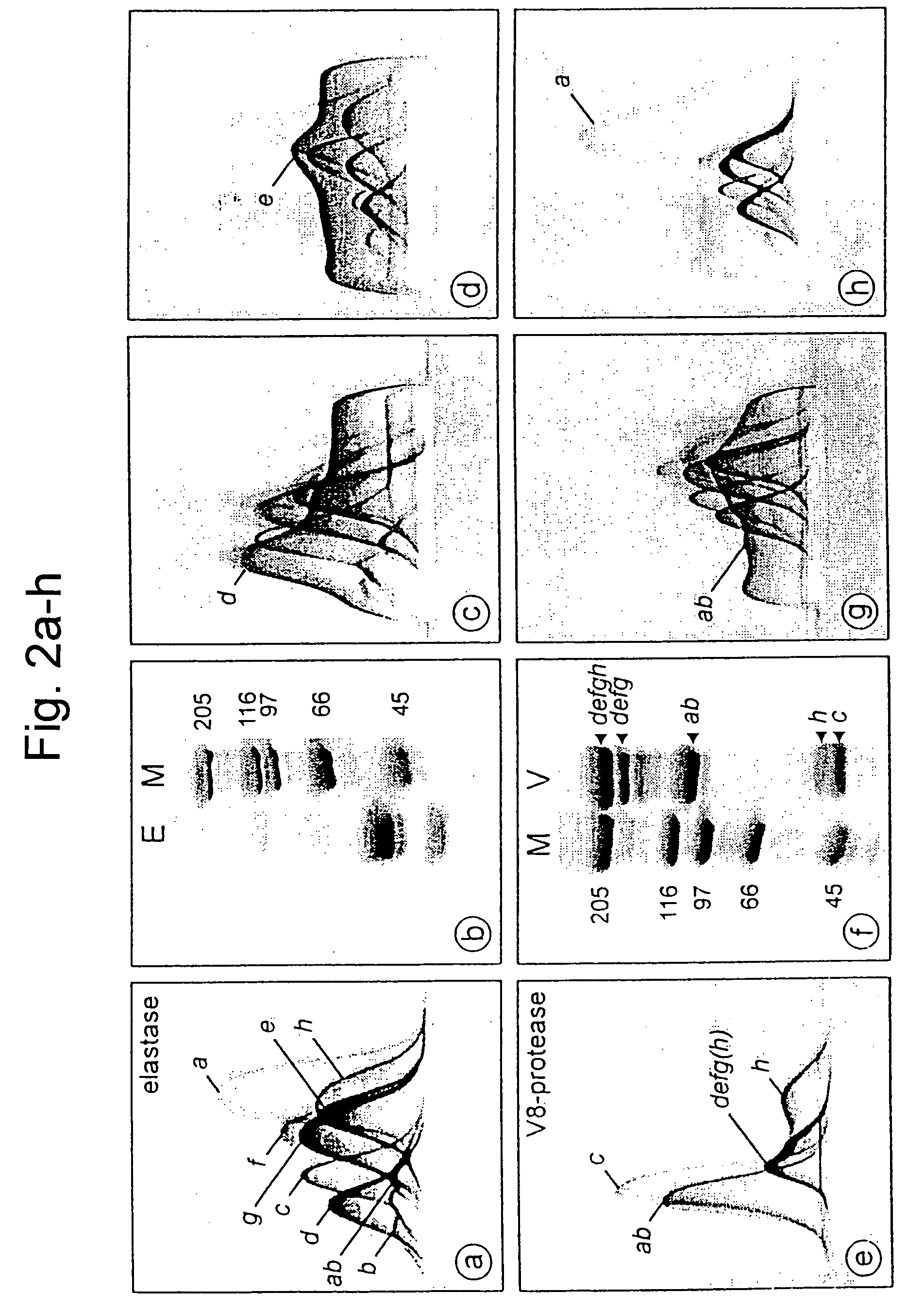 Nucleic acid molecule comprising a nucleic acid sequence coding for a haemocyanin