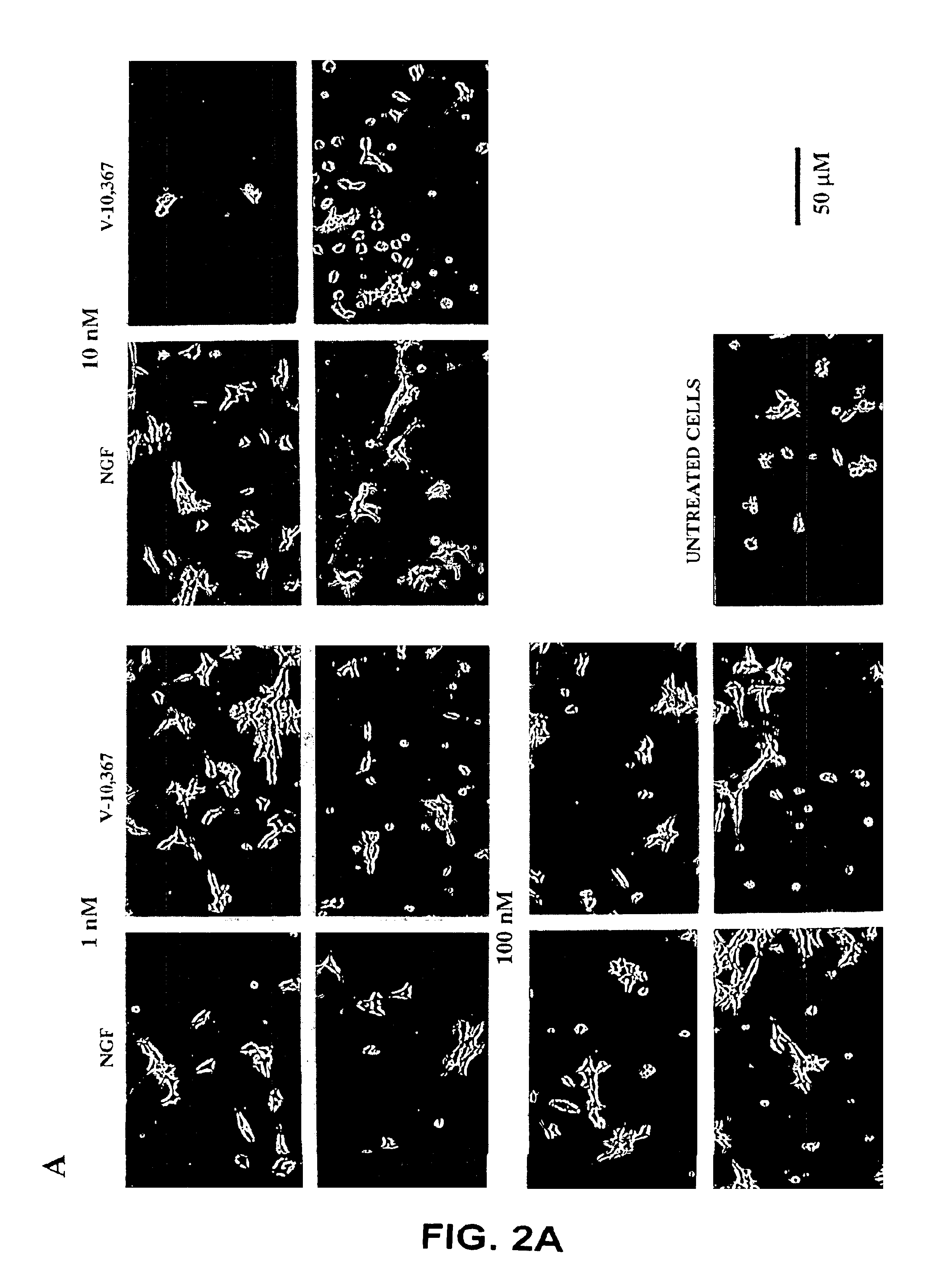 Methods of screening for agents that promote nerve cell growth