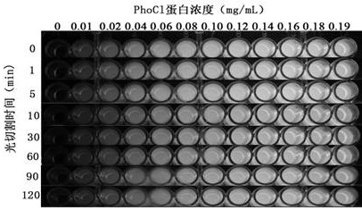 Photocleavable protein mutants with high photocleavage efficiency and applications thereof
