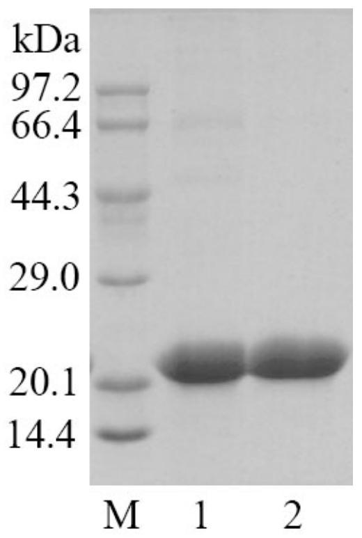 A kind of thermophilic fungus cutinase and its coding gene and application
